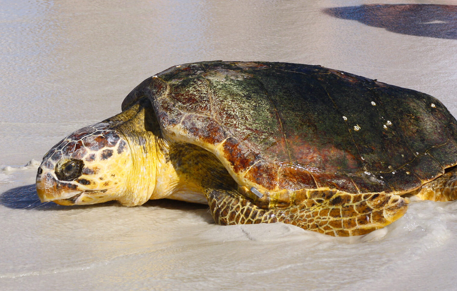 A Loggerhead Sea Turtle rehabilitated and heading back to the Gulf.